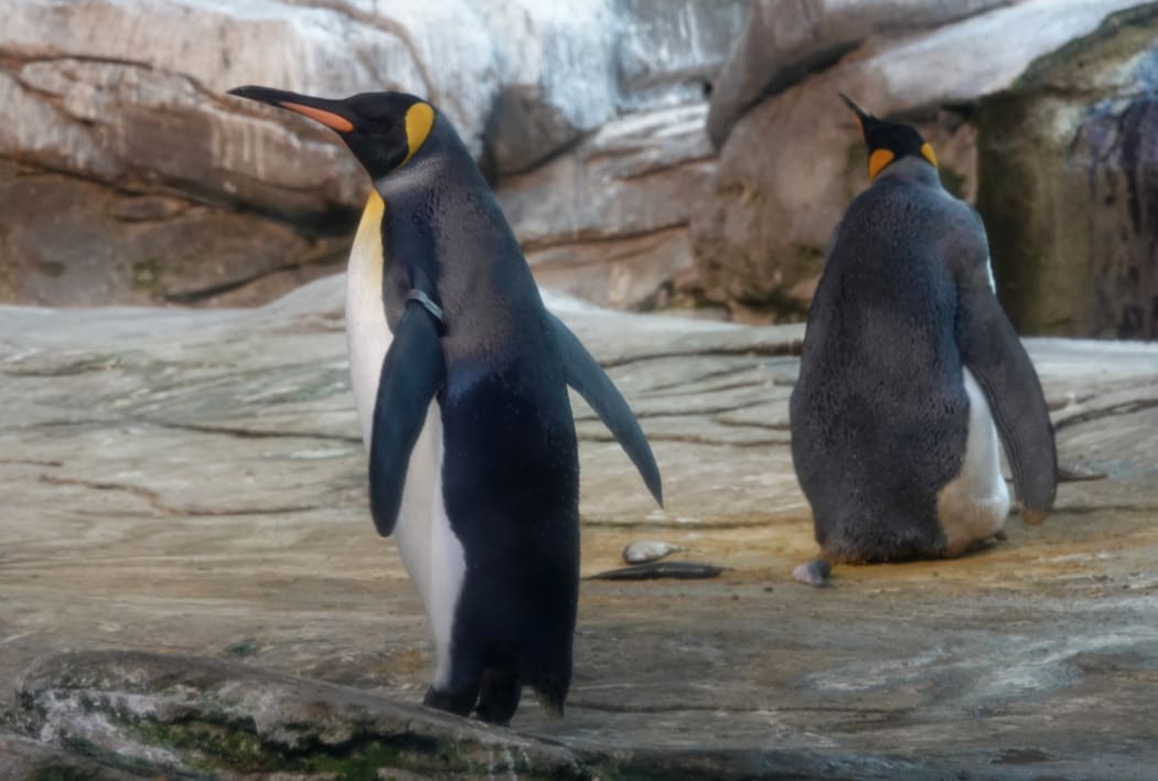 Gay Penguin Couple Given Egg After Failing To Hatch Stones At Berlin