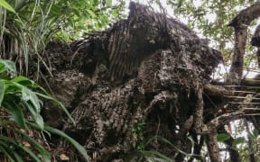 Huge wasp nest discovered at Karekare beach area of Waitākere Ranges Regional Park