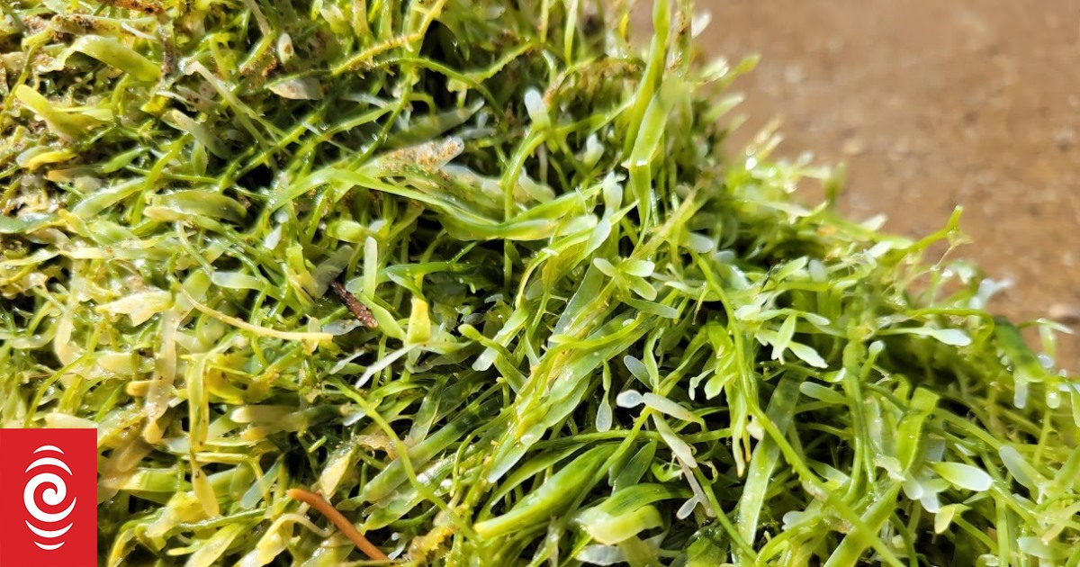 The Week in Detail: Congestion, divorce, and toxic algae - Vimarsana News