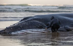 Attempts to rescue the whale after two days of being stranded at Ripiro Beach have failed.