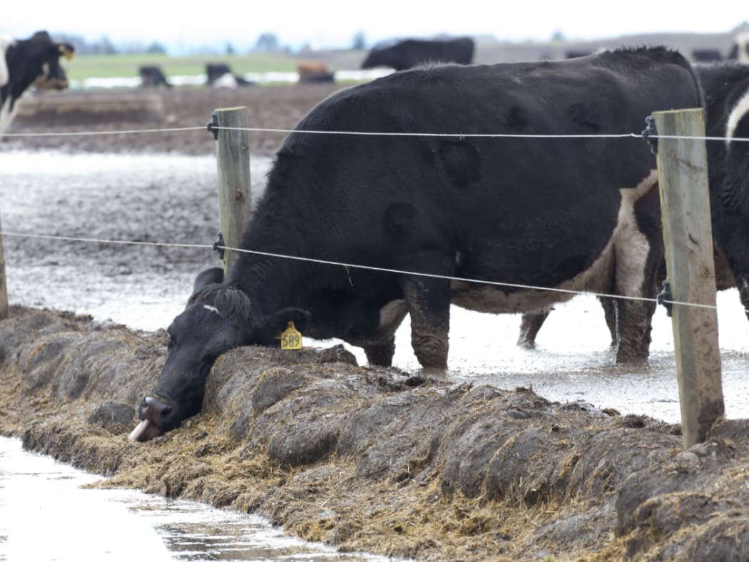 Cow and winter cropping