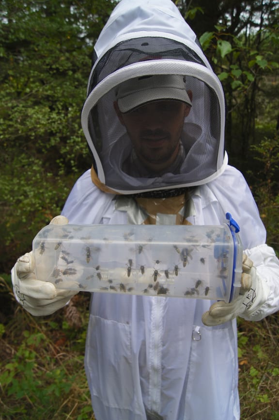 Researcher studying wasps in the field.