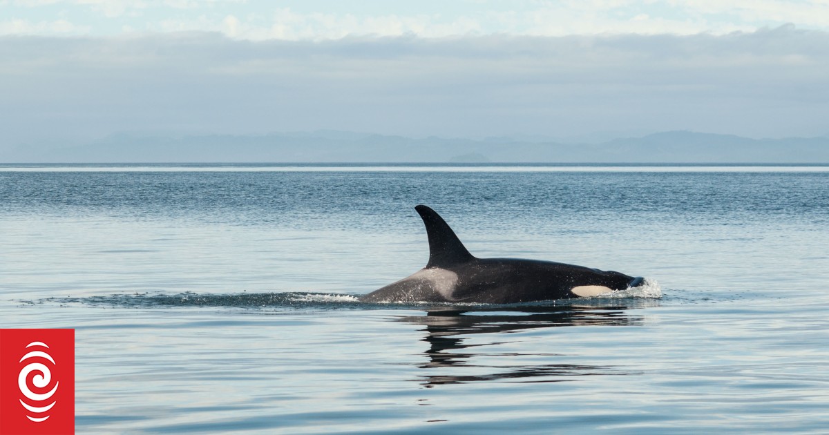 Drone footage captures orca whales chasing, stalking and eating great