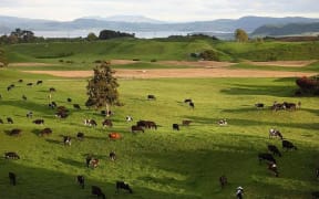Cows grazing on rolling farmland on the shore of Lake Rotorua.