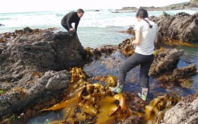 Otago biologists (Prof Jon Waters and PhD student Elahe Parvizi) sampling kelp on the southern New Zealand coast.