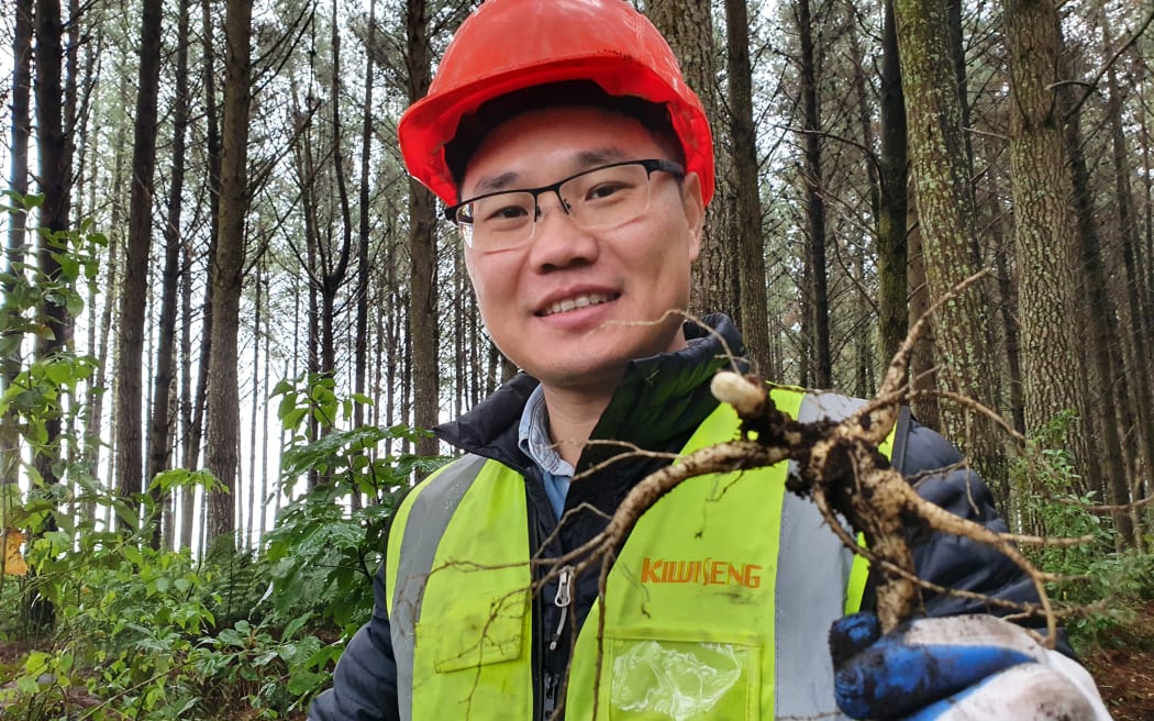 Glen Chen with a freshly unearthed ginseng root