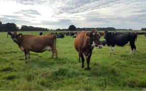dairy cows in southland