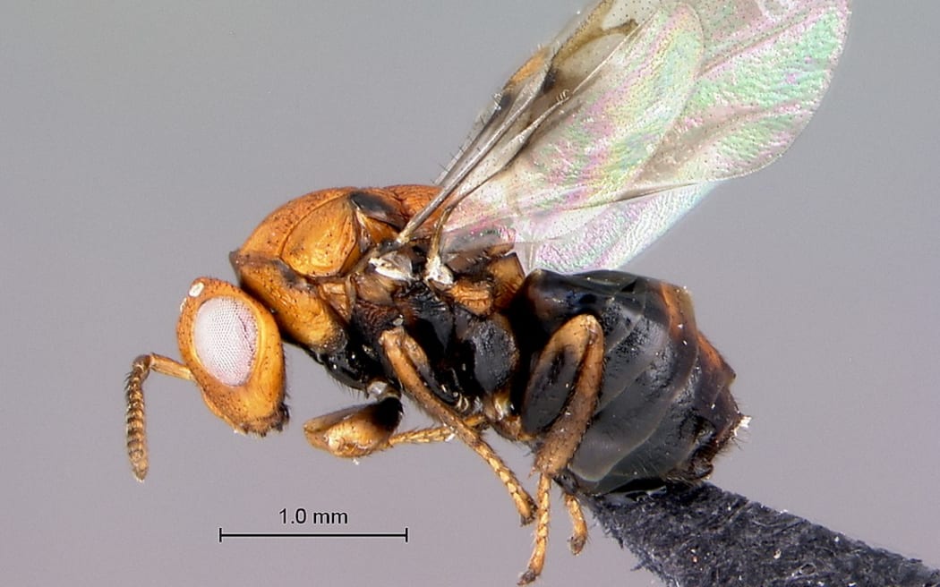 Trichilogaster acaciaelongifoliae - an Australian bud-galling wasp.
