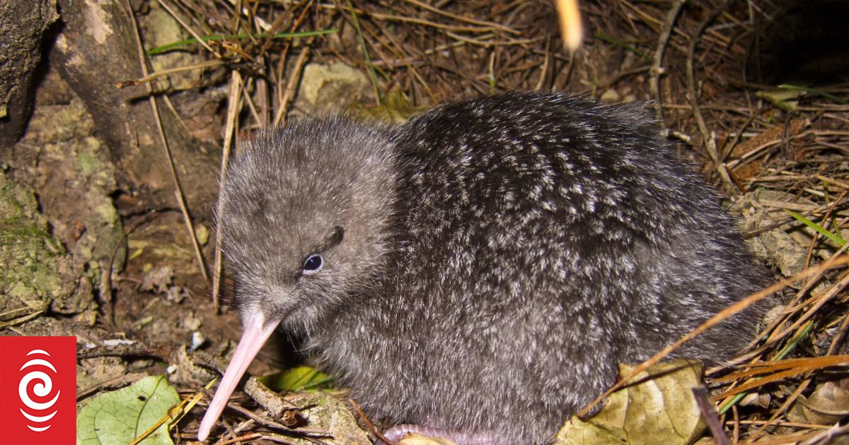 Kiwi birds died from neglect at Cape Sanctuary in Hawke's Bay - report ...