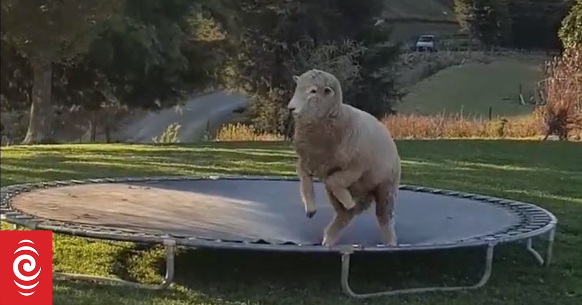 Bouncing Bacon NZ sheep video viewed 2.4 million times RNZ