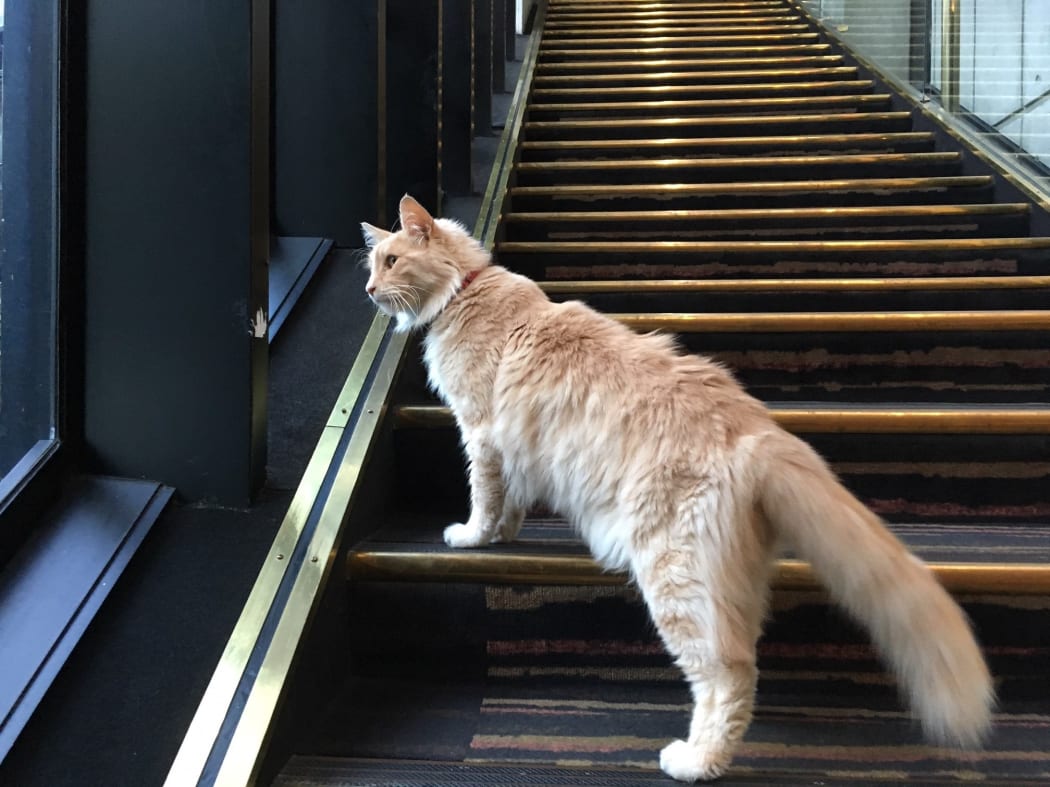 Wellington celebrity cat Mittens awarded honor by mayor RNZ News