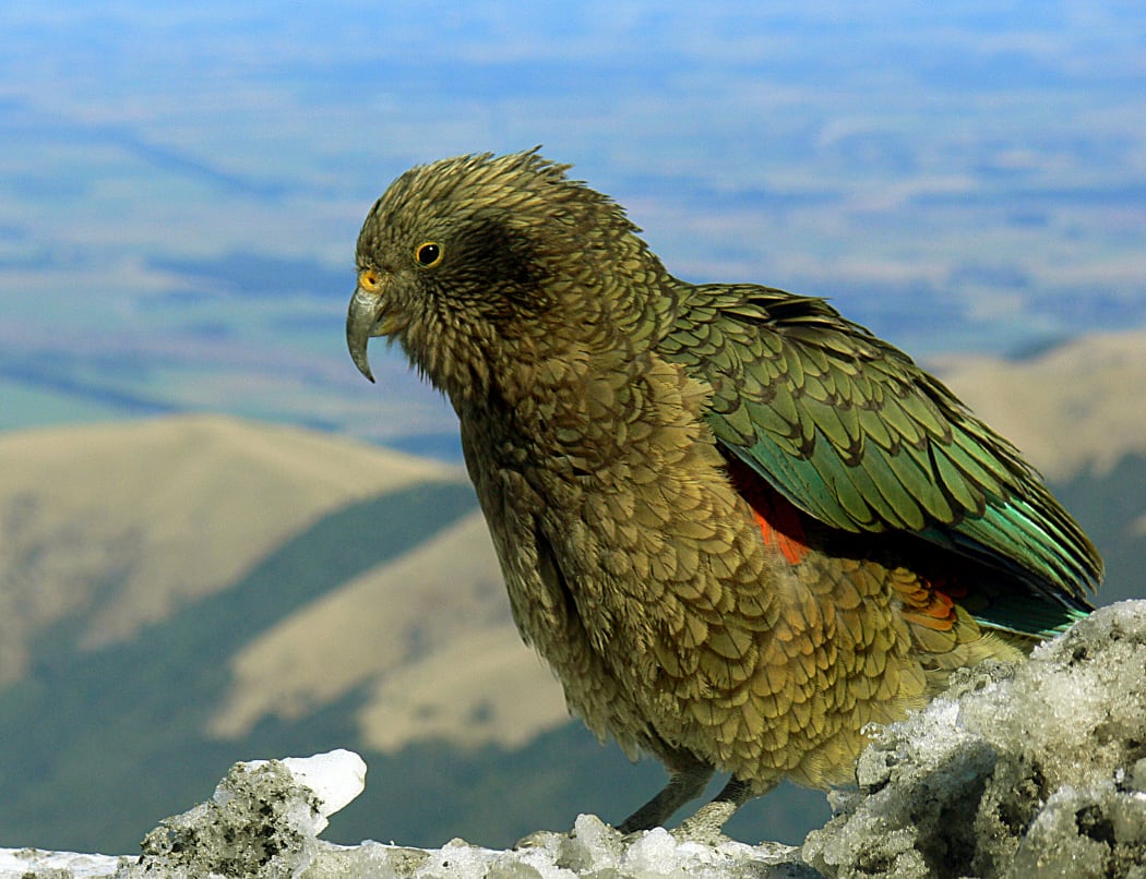 Kea get a helping hand RNZ