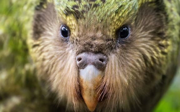 The scientific name for kākāpō means 'owl face - soft feathered' (Strigops habroptilus).