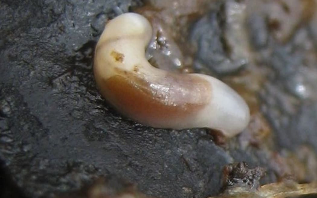 The Smeagol sea slug Smeagol Climoi.