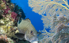 Spotted sweetlips in Palau