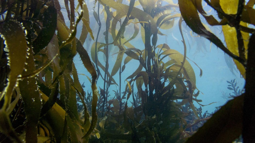 Farming the sea bed for weed | RNZ
