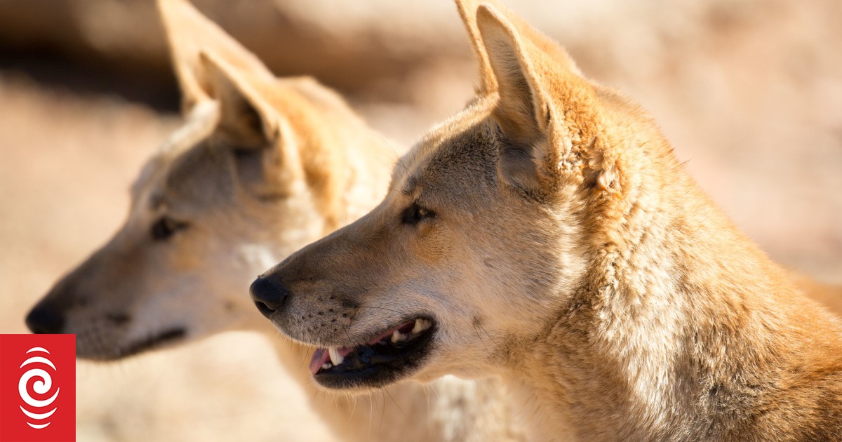 Australia dingo attack: 6-year-old boy hospitalized