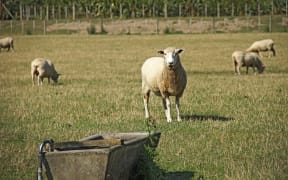 Sheep grazing in the Wairarapa east of Masterton.