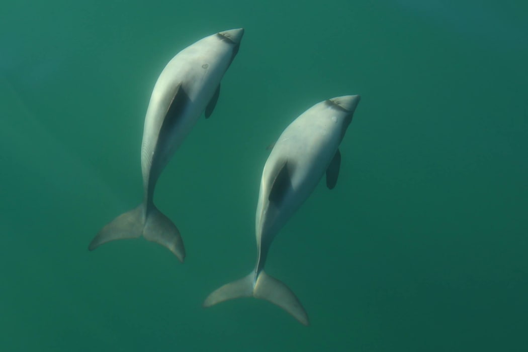 Hector's dolphins.