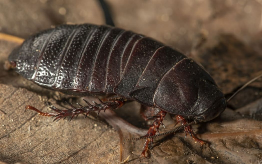 La cucaracha que se alimenta de madera de la isla de Lord Howe, Panesthia lata.