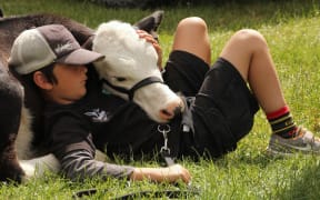 A calf club competitor takes a break during a previous Bay of Islands Pastoral and Industrial Show.