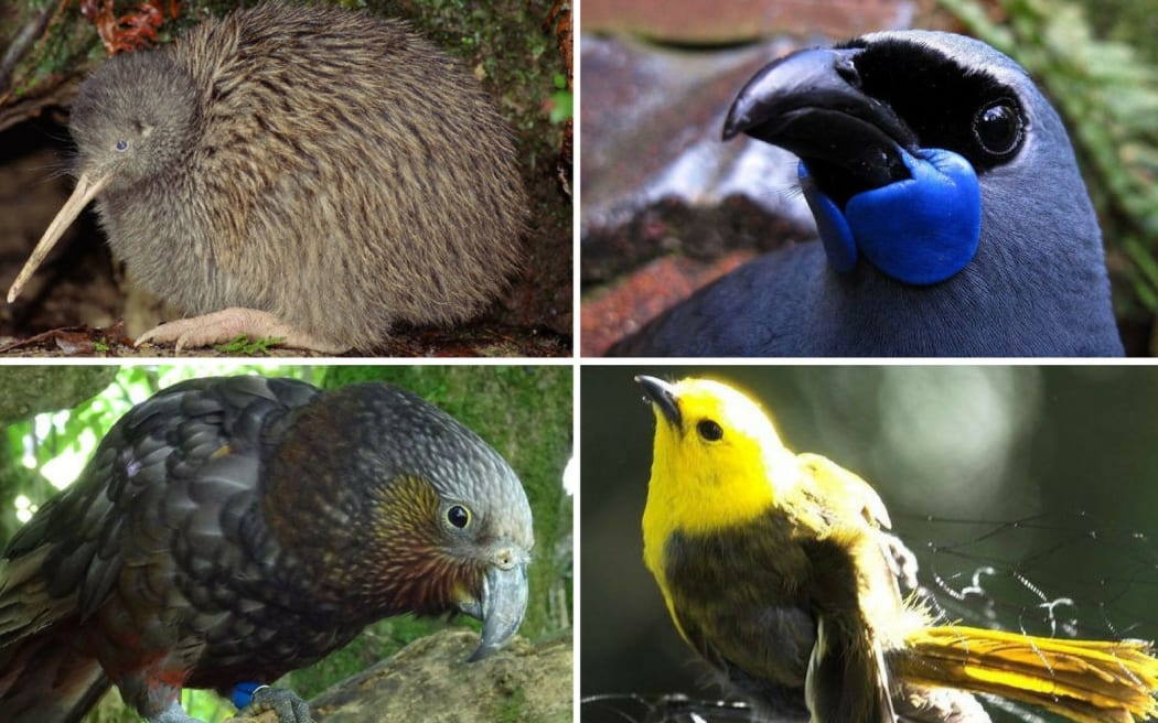 Endemic birds in New Zealand are in serious trouble including kiwi, clockwise from top left, kōkako, mōhua and kākā.