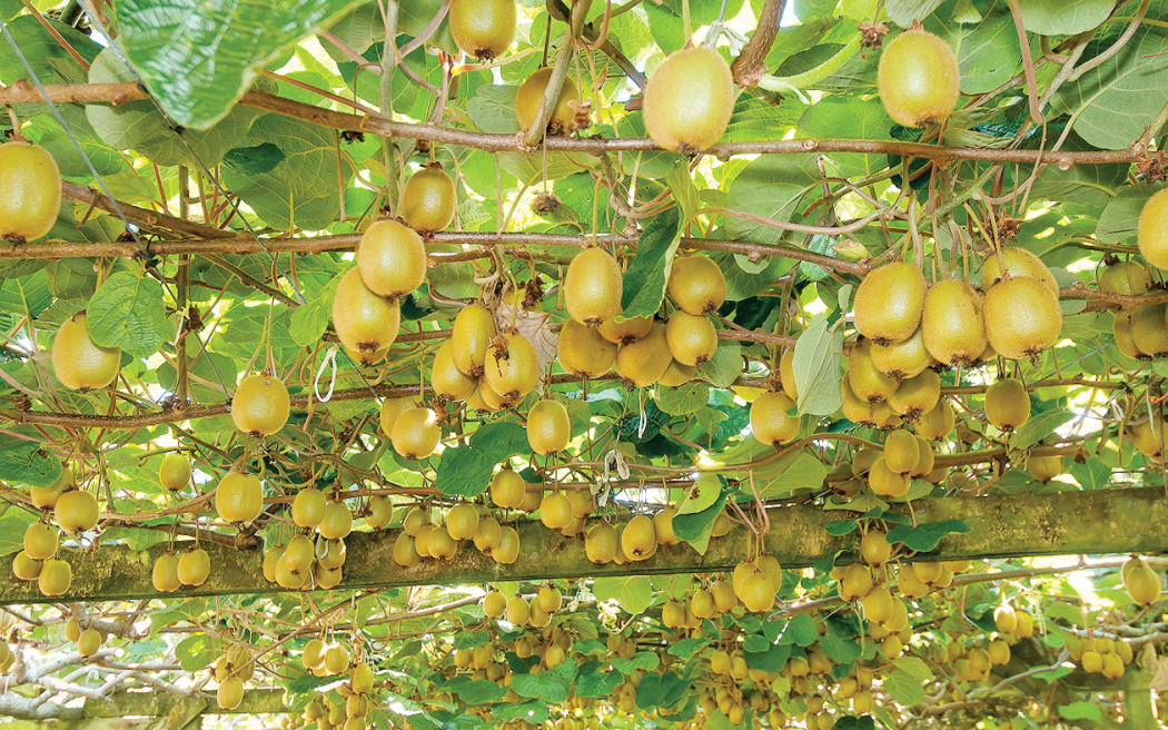 An adjustment to how gold kiwifruit properties are valued has added $200 million in value to Gisborne's horticulture industry.