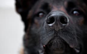 A Malinois dog, during training to teach it to detect Covid-19, on 13 May, in Maison-Alfort, on the outskirts of Paris.