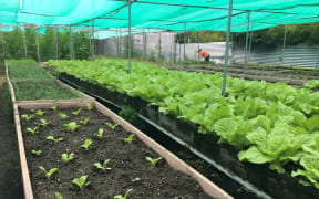 A Taiwan-funded agricultural project helps provide leafy greens in Tuvalu where saltwater inundation is affecting crops