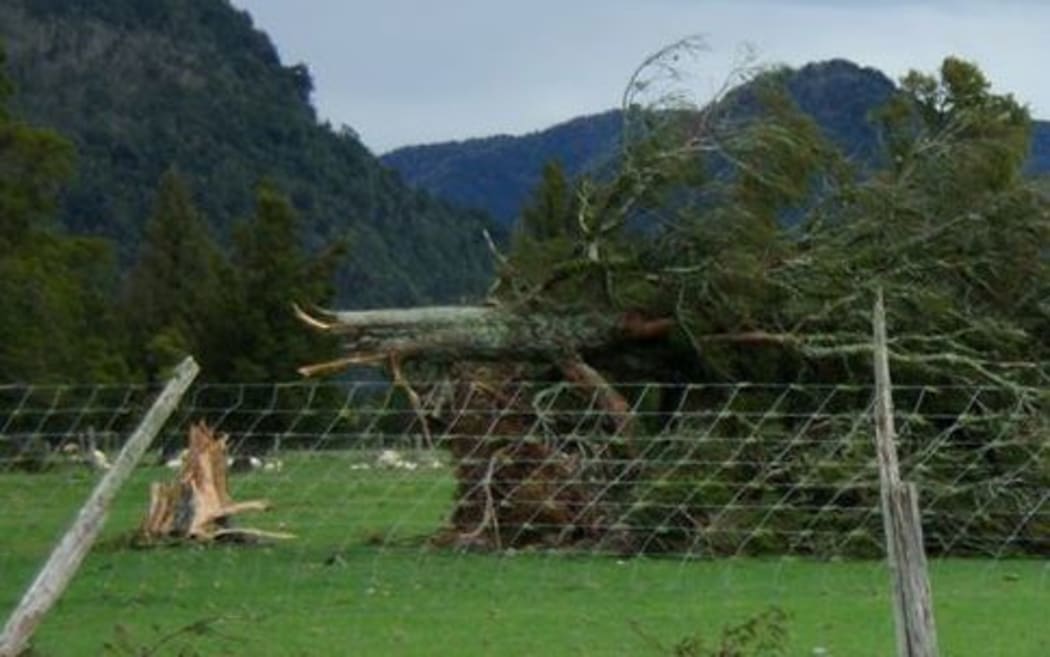 Trees at Whataora were felled by the wind.
