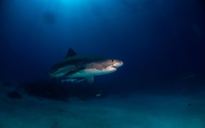 Tiger shark around Bahamas in Tiger Beach