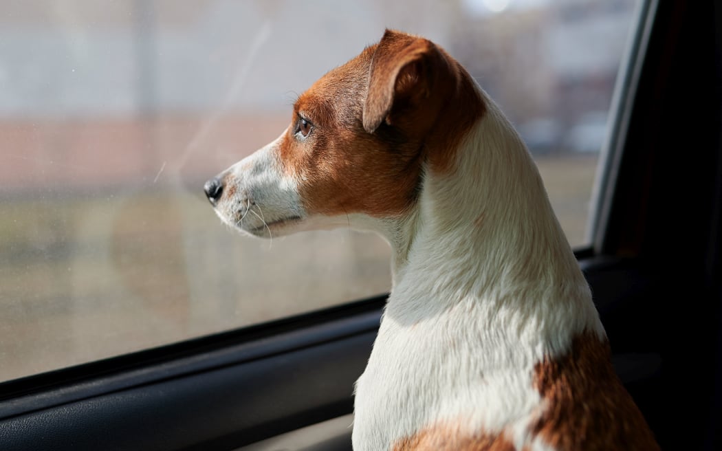 Dog Jack Russell Terrier looks curiously at the car window. Bright sunshine. Soft drawing pictures. Waiting for the owner of the driver in the parking lot  Color light brown and white