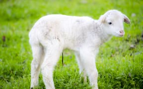 Newborn lamb.