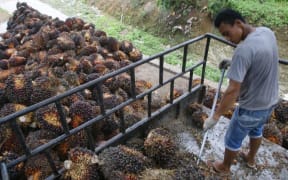 A plantation worker harvests fruit from oil palm trees in Indonesia's North Sumatra province.