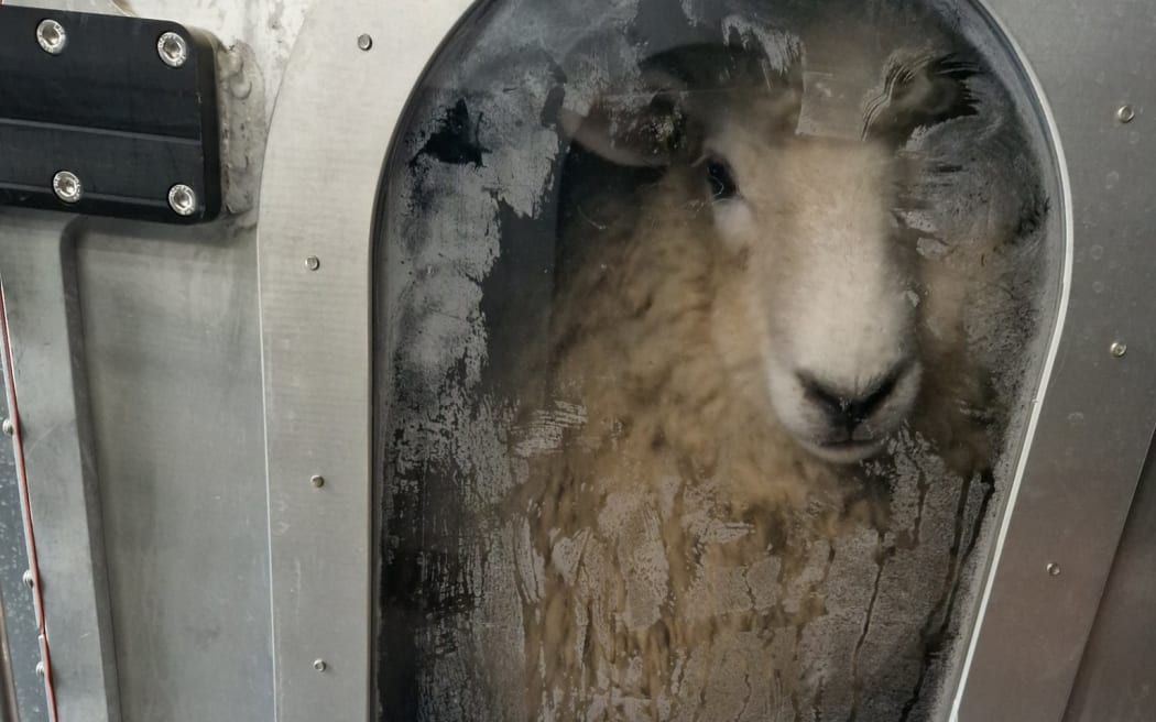 A sheep in the New Zealand-designed methane measuring chamber in the UK