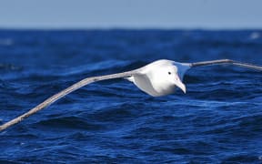 In the past decade, female Antipodean albatrosses have begun spending long periods in the eastern Pacific, where they are at risk from foreign fishing fleets.