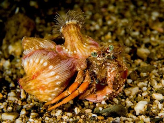 Dardanus Pedunculatus hermit crab