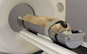 sheep being scanned