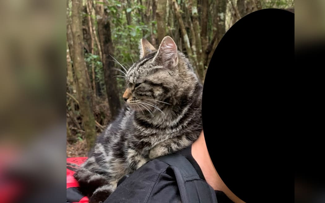 Служителите на отдела за опазване на природата откриха жители на Окланд да носят домашни котки нагоре по планината Таранаки в раници.