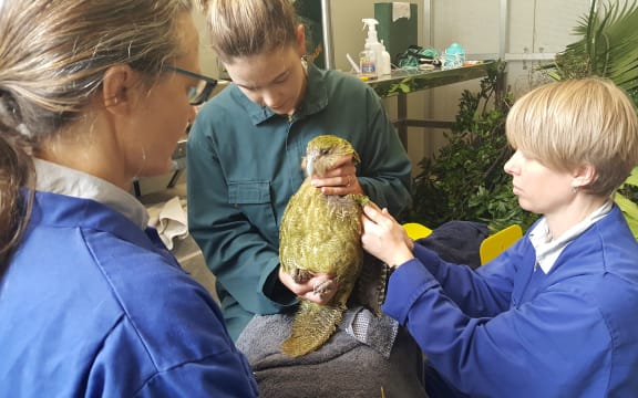Adult female kākāpō Ihi receiving medical treatment at Auckland Zoo.