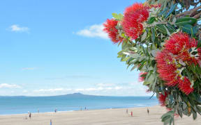 Pohutukawa blossom on an Auckland beach.