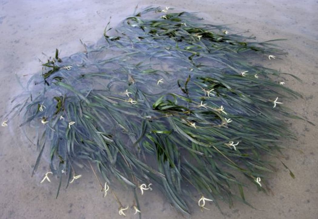 flowering tape seagrass