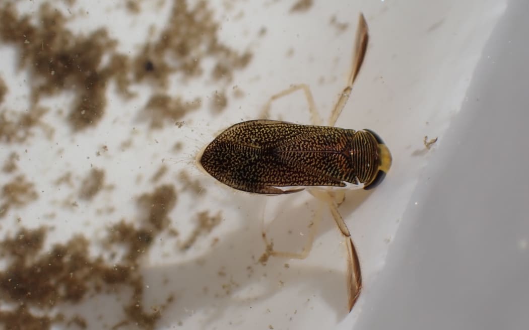 Critter of the Week: The Water Boatman | RNZ