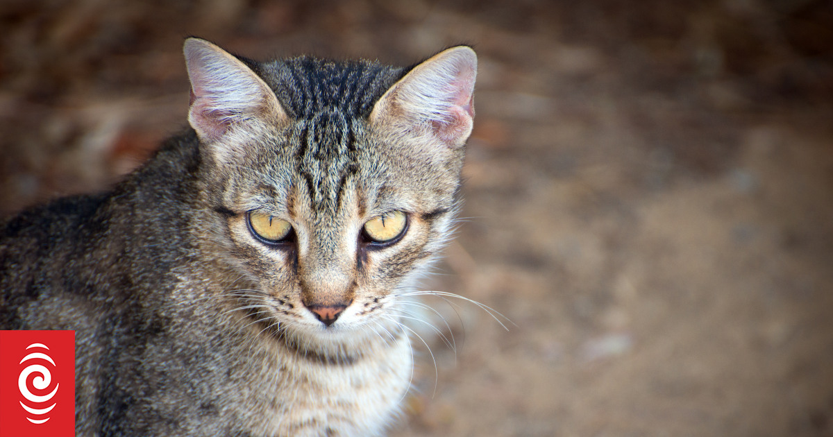 Sanctuary calls for feral cats to be included in Predator Free 2050