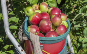 A commercial apple picking basket with ladder in orchard.