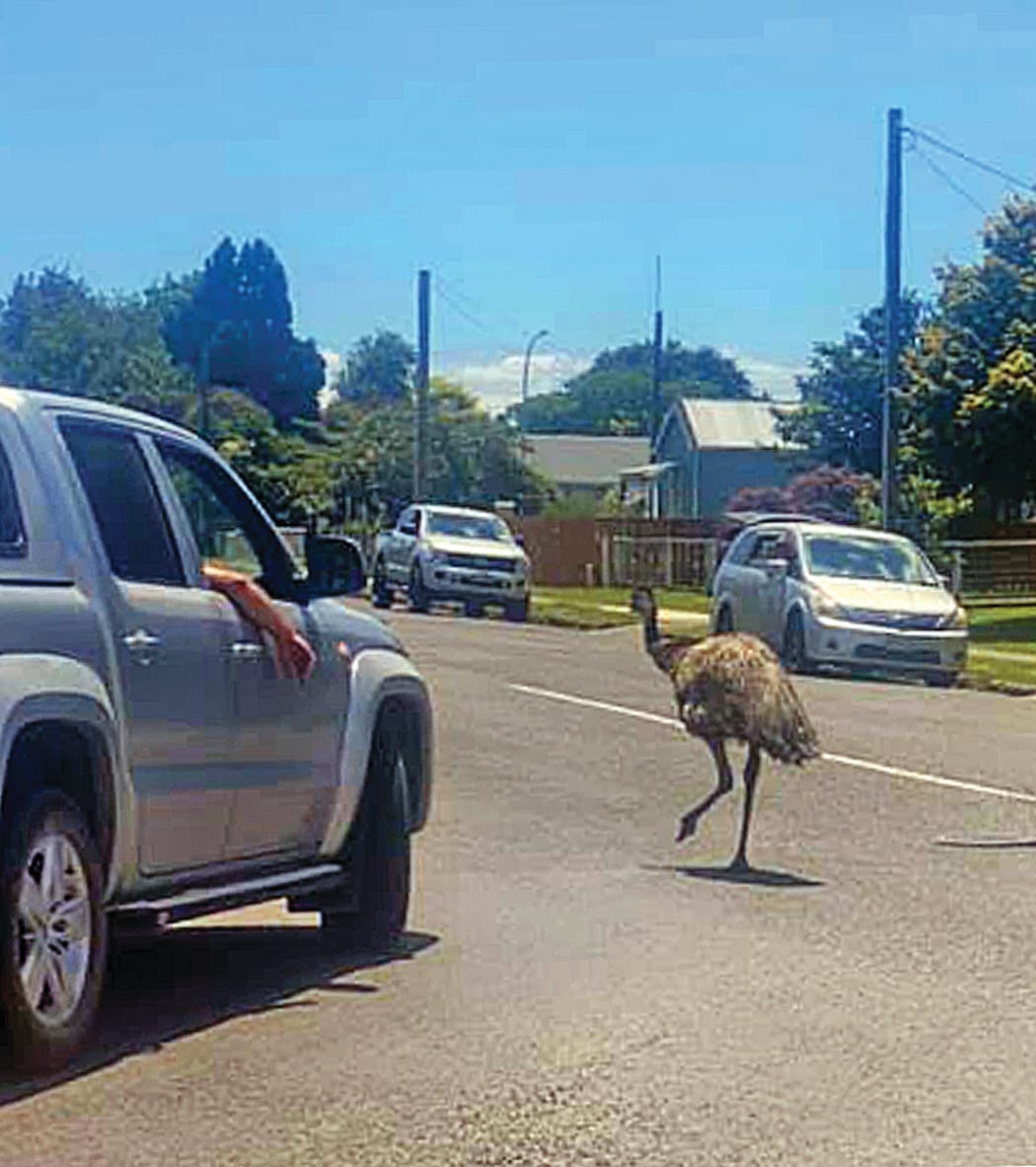 The emu stopped traffic and thankfully wasn't hurt on its hīkoi around town.