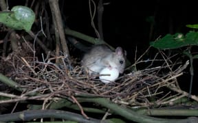Ship rat with a large egg in a kereru nest