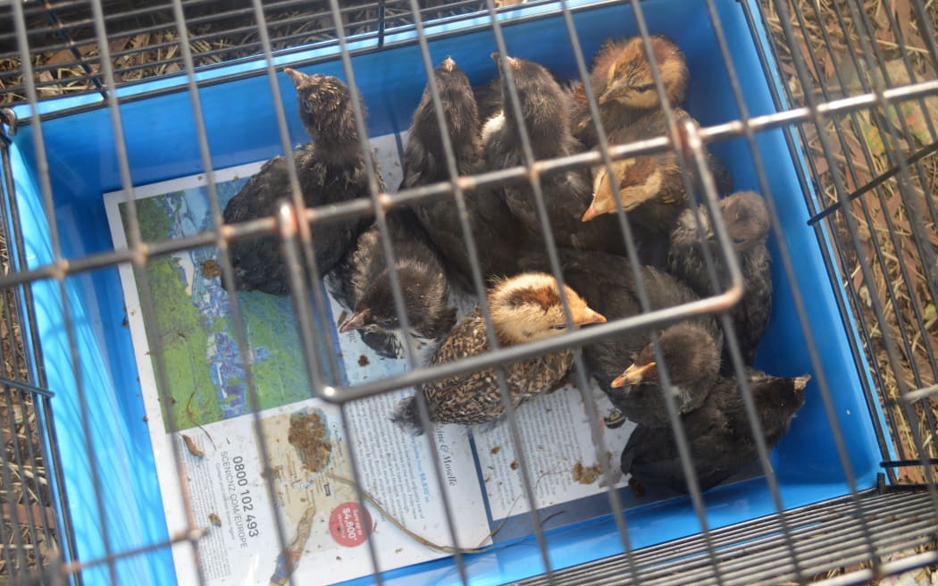 Une poule en cage trouvée sur la propriété.