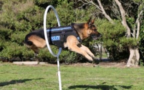 Police dogs will get better protection in the field with the roll-out of a stab resistant harness.