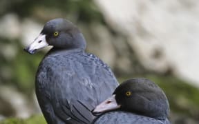 A pair of whio (native blue ducks) in the South Island.